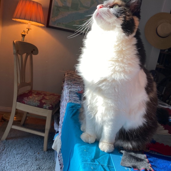 Please Help Me Support This Cat 💗 - Picture 5 of 8